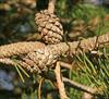 Cones point toward trunk