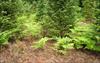 Brackenfern in a Noble Fir plantation