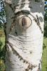 Creamy white bark
