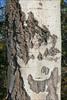 Fissured older bark