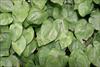 Heart-shaped leaves