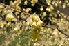 Fragrant bloom