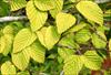 Wrinkled leaves up close