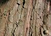 Bark ridges