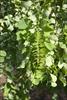 Pinnate leaves