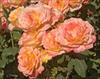 Multiple flowers