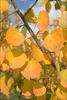 Fall foliage