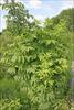 Growth habit