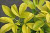 Palmate leaves