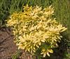 Sun bleached leaves