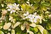 White flowers
