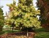 Tree form