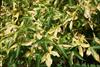 Variegated leaves