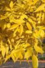Yellow fall foliage