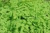 Solid mass of foliage