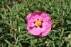 Rose colored bloom