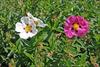 White and rose colored flowers