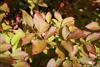 Fall color