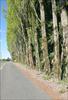 Hedgerow