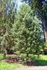 Tree shape