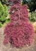 Tree shape