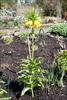 Complete plant