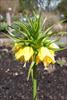Yellow flowers