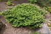 Groundcover nature