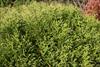 Foliage
