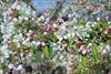 Pink to white bloom