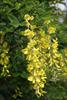 pea like blossoms