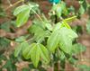 Trifoliate leaves