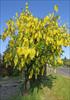 Tree shape