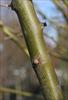 Smooth bark on young tree