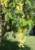 Bloom and foliage