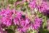 Late summer with bumblebee