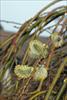 Early yellow color to buds