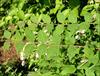 Leaves opposite