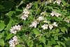 Trumpet shaped flowers