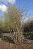 Arching habit