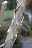 Exfoliating bark