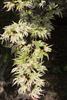 White and green foliage