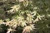 Foliage