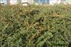 Loose growth habit