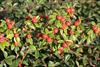 Berries in clusters