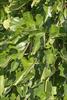 Lobed leaves
