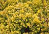 Bright yellow new growth