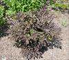 Shaded plants have dark foliage
