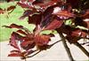 May growth is bright red