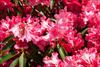 Flowers up close
